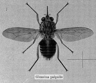  Glossina Palpalis