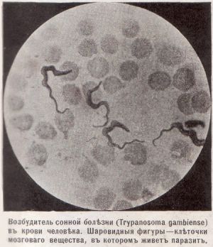   , Trypanosoma gambiense    